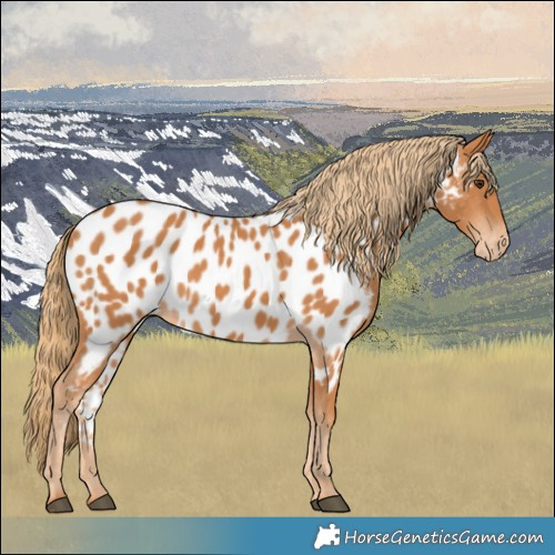 Horse Color:Chestnut Appaloosa 