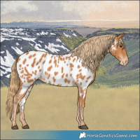 Horse Color:Chestnut Near Leopard 