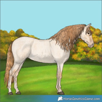 Horse Color:Red Dun Roan  and Gold Champagne Roan Dun 