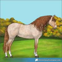 Horse Color:Red Dun Roan  and Red Dun Roan 