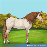 Horse Color:Red Dun Roan  and Red Dun Roan 