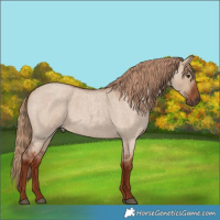 Horse Color:Red Dun Roan 