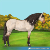Horse Color:Bay Roan Dun  and Bay Roan Dun 