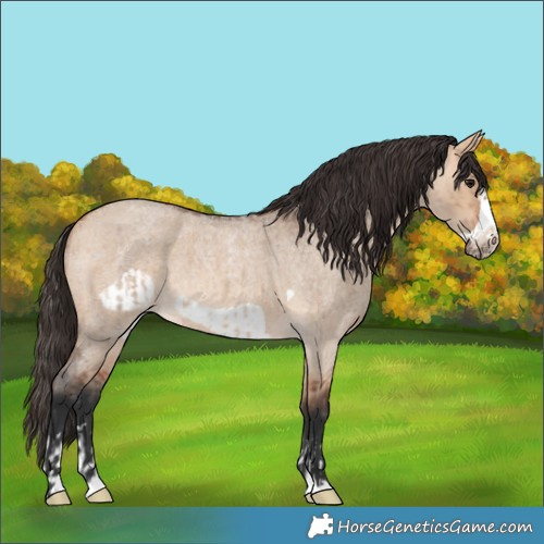Horse Color:Bay Roan Dun  and Bay Roan Dun Frame 