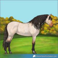 Horse Color:Bay Roan Dun  and Bay Roan Dun 