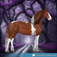 Horse Color:Chestnut Splash Tobiano 