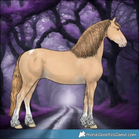 Horse Color:Gold Champagne Tobiano