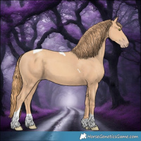 Horse Color:Gold Champagne Tobiano