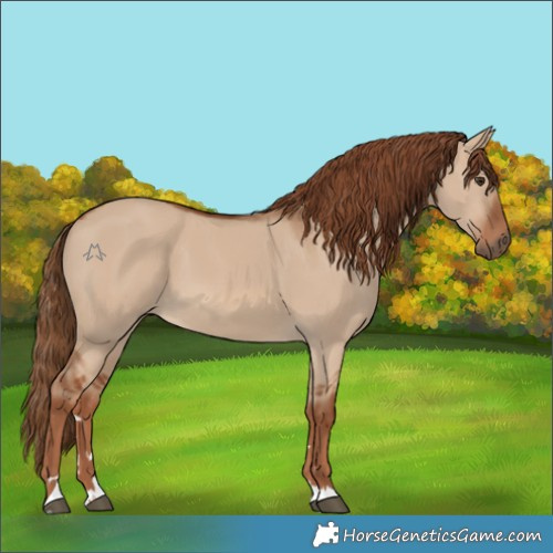 Horse Color:Red Dun 