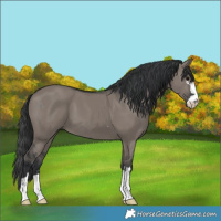 Horse Color:Grullo 