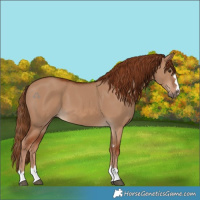 Horse Color:Red Dun 