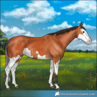 Horse Color:Bay  and Bay Splash 
