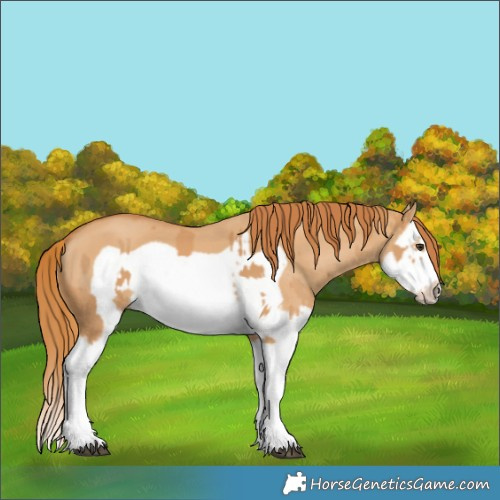 Horse Color:Chestnut Splash Frame  and Red Dun Splash Frame 