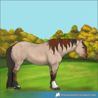 Horse Color:Bay Dun  and Red Dun 