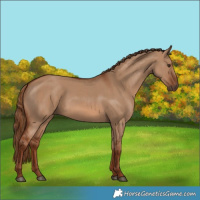 Horse Color:Red Dun Rabicano  and Red Dun Rabicano 