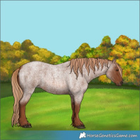 Horse Color:Red Roan 