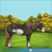 Horse Color:Liver Chestnut  and Liver Chestnut Frame 