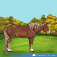 Horse Color:Chestnut 