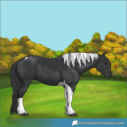 Horse Color:Black Tobiano  and Black Tobiano 