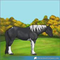 Horse Color:Black Tobiano  and Black Tobiano 