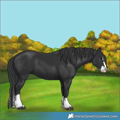 Horse Color:Black Splash 