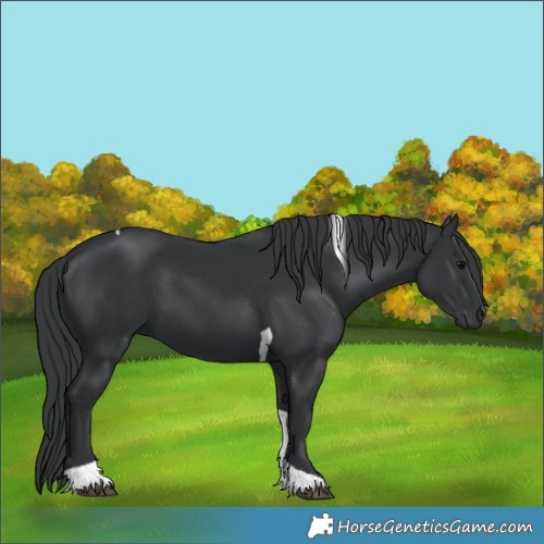 Horse Color:Black Tobiano Rabicano 