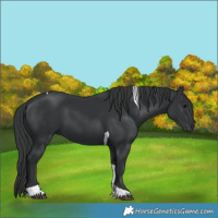Horse Color:Black Tobiano Rabicano 