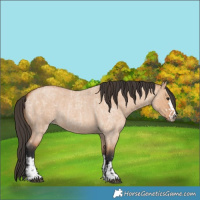 Horse Color:Bay Roan Dun  and Bay Roan Dun 