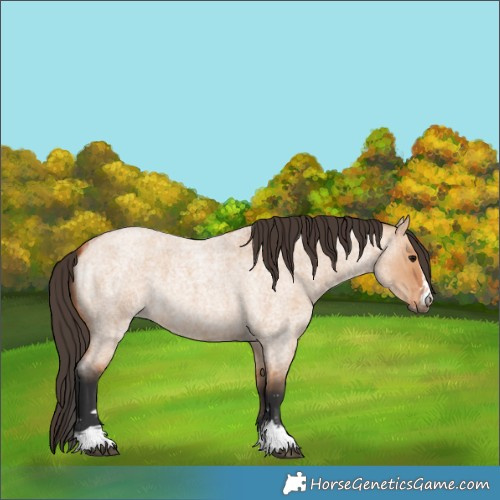 Horse Color:Bay Roan Dun  and Bay Roan Dun 