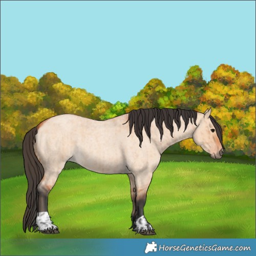 Horse Color:Bay Roan Dun  and Bay Roan Dun 