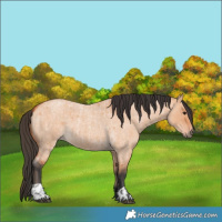 Horse Color:Bay Roan Dun  and Bay Roan Dun 
