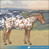 Horse Color:Chestnut Near Leopard 