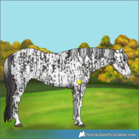Horse Color:Smoky Black Tobiano  and White Spotted Smoky Black Tobiano 