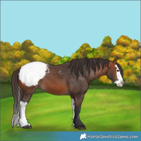Horse Color:Bay Appaloosa  and Bay Splash Appaloosa 