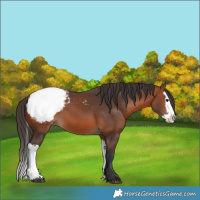 Horse Color:Bay Appaloosa  and Bay Splash Appaloosa 