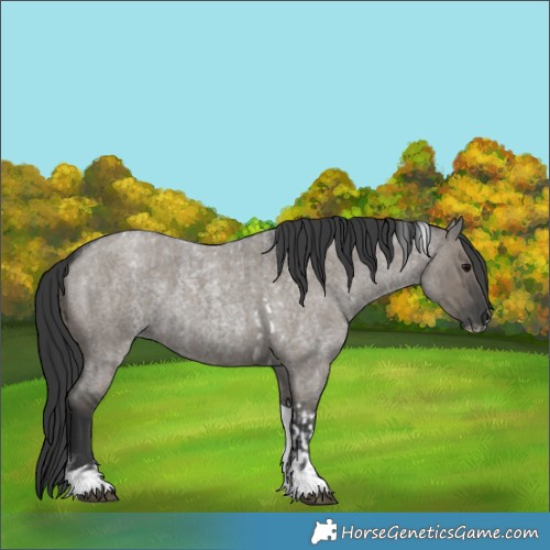 Horse Color:Grullo Roan Tobiano  and Grullo Roan Tobiano Frame 