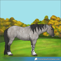 Horse Color:Grullo Roan Tobiano  and Grullo Roan Tobiano Frame 