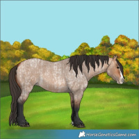 Horse Color:Bay Roan Dun Splash  and Bay Roan Dun Splash 
