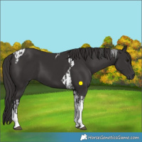 Horse Color:Smoky Black Tobiano  and Smoky Black Tobiano 