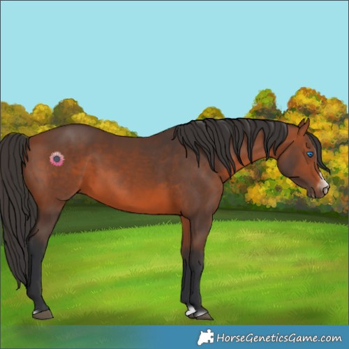 Horse Color:Bay Splash Frame Rabicano 