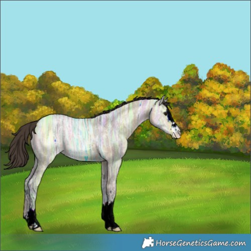Horse Color:Buckskin Ice Dun 