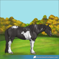 Horse Color:Smoky Black Tobiano  and Smoky Black Tobiano 