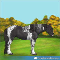 Horse Color:Smoky Black Tobiano and Smoky Black Tobiano