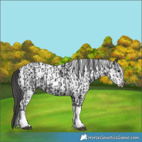 Horse Color:Smoky Black Tobiano  and White Spotted Smoky Black Tobiano 