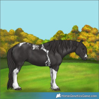Horse Color:Smoky Black Tobiano  and Smoky Black Tobiano 
