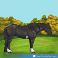 Horse Color:Smoky Black Tobiano