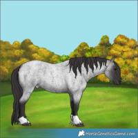 Horse Color:Smoky Blue Roan Tobiano 