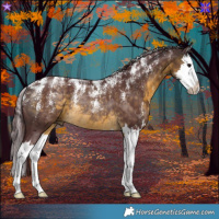Horse Color:Powder White Chocolate Buckskin Splash Rabicano 