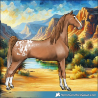 Horse Color:Chestnut Splash Appaloosa 