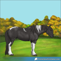 Horse Color:Smoky Black Tobiano 